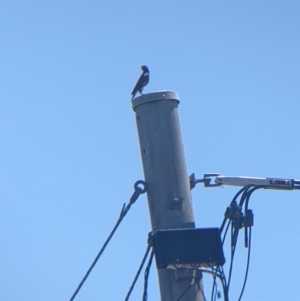 Acridotheres tristis at Lavington, NSW - 26 Jan 2022 12:23 PM