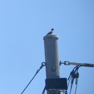 Acridotheres tristis at Lavington, NSW - 26 Jan 2022 12:23 PM