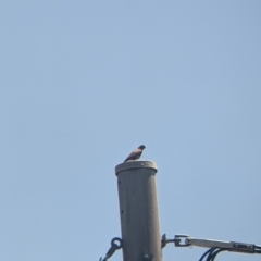 Acridotheres tristis at Lavington, NSW - 26 Jan 2022 12:23 PM