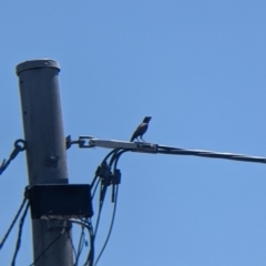 Acridotheres tristis at Lavington, NSW - 26 Jan 2022 12:23 PM