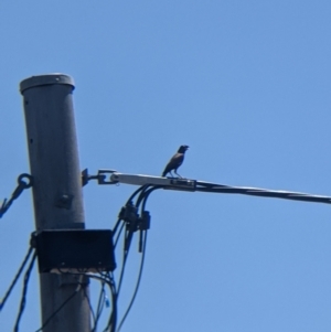 Acridotheres tristis at Lavington, NSW - 26 Jan 2022 12:23 PM