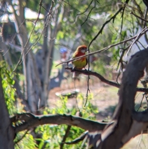 Platycercus eximius at Narrandera, NSW - 20 Jan 2022 04:47 PM