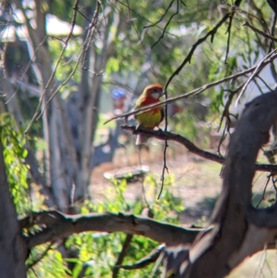 Platycercus eximius (Eastern Rosella) at Narrandera, NSW - 20 Jan 2022 by Darcy