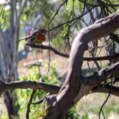 Platycercus eximius at Narrandera, NSW - 20 Jan 2022