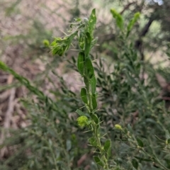 Acacia paradoxa (Kangaroo Thorn) at Moorwatha, NSW - 24 Jan 2022 by Darcy
