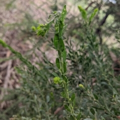 Acacia paradoxa at Moorwatha, NSW - 25 Jan 2022