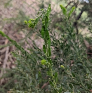 Acacia paradoxa at Moorwatha, NSW - 25 Jan 2022 07:49 AM