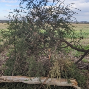 Acacia paradoxa at Moorwatha, NSW - 25 Jan 2022 07:49 AM