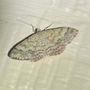 Scopula rubraria at Numeralla, NSW - 26 Jan 2022