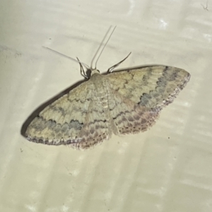 Scopula rubraria at Numeralla, NSW - 26 Jan 2022