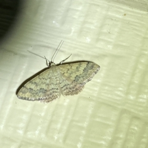 Scopula rubraria at Numeralla, NSW - 26 Jan 2022