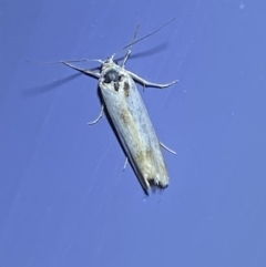 Philobota productella (Pasture Tunnel Moth) at Numeralla, NSW - 26 Jan 2022 by SteveBorkowskis
