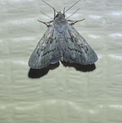 Unidentified Noctuoid moth (except Arctiinae) at Numeralla, NSW - 26 Jan 2022 by Steve_Bok