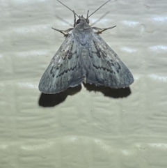 Unidentified Noctuoid moths (except Arctiinae) (TBC) at Numeralla, NSW - 26 Jan 2022 by Steve_Bok