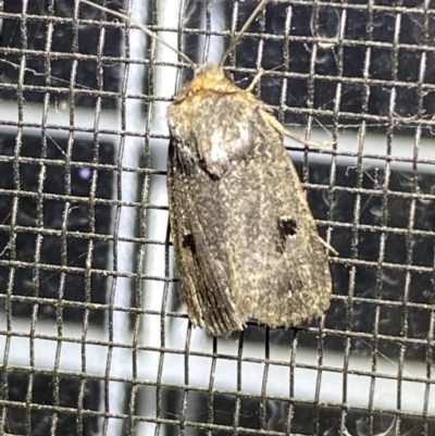 Thoracolopha (genus) (A Noctuid moth) at Numeralla, NSW - 26 Jan 2022 by SteveBorkowskis