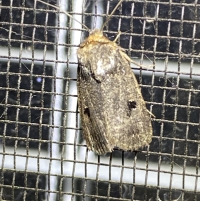 Thoracolopha (genus) (A Noctuid moth) at Numeralla, NSW - 26 Jan 2022 by Steve_Bok