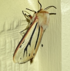 Paramsacta marginata (Donovan's Tiger Moth) at Numeralla, NSW - 26 Jan 2022 by SteveBorkowskis