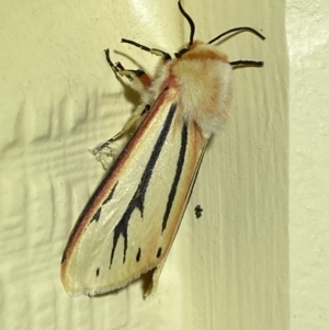 Aloa marginata at Numeralla, NSW - 26 Jan 2022