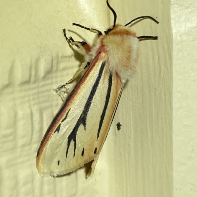 Aloa marginata (Donovan's Tiger Moth) at Numeralla, NSW - 26 Jan 2022 by Steve_Bok