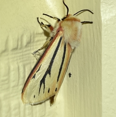 Paramsacta marginata (Donovan's Tiger Moth) at Numeralla, NSW - 26 Jan 2022 by SteveBorkowskis