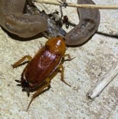 Unidentified Cockroach (Blattodea, several families) at Numeralla, NSW - 26 Jan 2022 by Steve_Bok