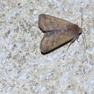 Diarsia intermixta at Numeralla, NSW - 26 Jan 2022