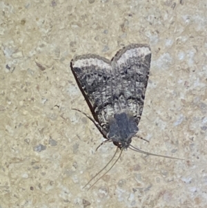 Agrotis porphyricollis at Numeralla, NSW - 26 Jan 2022