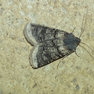 Agrotis porphyricollis at Numeralla, NSW - 26 Jan 2022