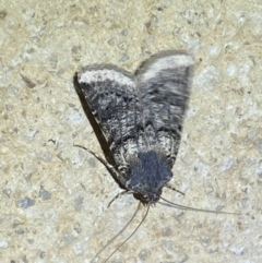 Agrotis porphyricollis at Numeralla, NSW - 26 Jan 2022