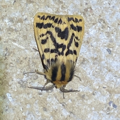 Ardices curvata (Crimson Tiger Moth) at Numeralla, NSW - 26 Jan 2022 by SteveBorkowskis