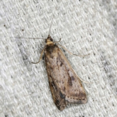 Achyra nigrirenalis (A Crambid moth (Pyraustinae) at O'Connor, ACT - 15 Jan 2022 by ibaird