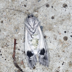 Capusa senilis at O'Connor, ACT - 15 Jan 2022 10:00 PM