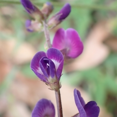 Glycine tabacina (Variable Glycine) at Cook, ACT - 25 Jan 2022 by drakes