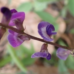 Glycine tabacina at Cook, ACT - 26 Jan 2022 08:20 AM