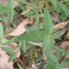 Glycine tabacina at Cook, ACT - 26 Jan 2022 08:20 AM