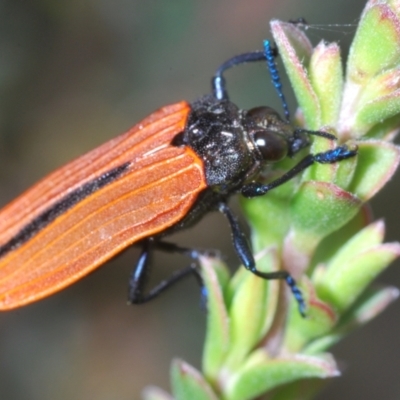 Castiarina nasuta (A jewel beetle) at Gibraltar Pines - 25 Jan 2022 by Harrisi
