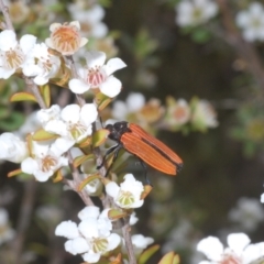 Castiarina nasuta at Paddys River, ACT - 25 Jan 2022 05:01 PM