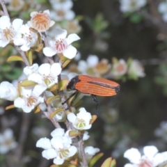 Castiarina nasuta at Paddys River, ACT - 25 Jan 2022