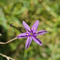 Caesia calliantha (Blue Grass-lily) at Casey, ACT - 26 Jan 2022 by Jiggy