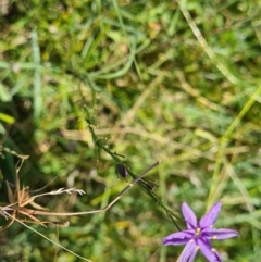 Caesia calliantha at Casey, ACT - 26 Jan 2022