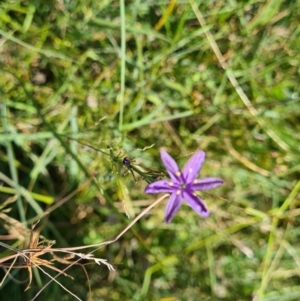 Caesia calliantha at Casey, ACT - 26 Jan 2022