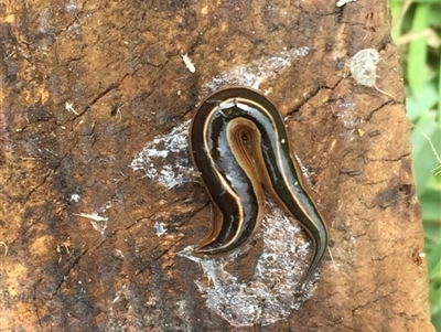 Australopacifica scaphoidea (Skiff planarian) at Tathra, NSW - 19 Jan 2022 by KerryVance2