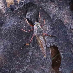 Colepia rufiventris (Robber fly) at Yarralumla, ACT - 26 Jan 2022 by ConBoekel