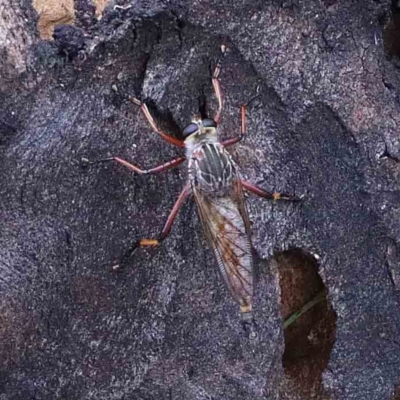 Colepia rufiventris (Robber fly) at Lake Burley Griffin West - 25 Jan 2022 by ConBoekel