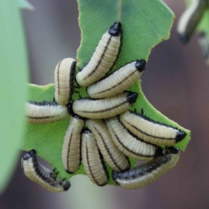 Paropsisterna cloelia at Yarralumla, ACT - 26 Jan 2022