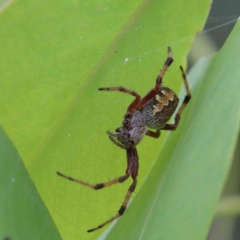 Cyclosa fuliginata (species-group) (An orb weaving spider) at Lake Burley Griffin West - 25 Jan 2022 by ConBoekel