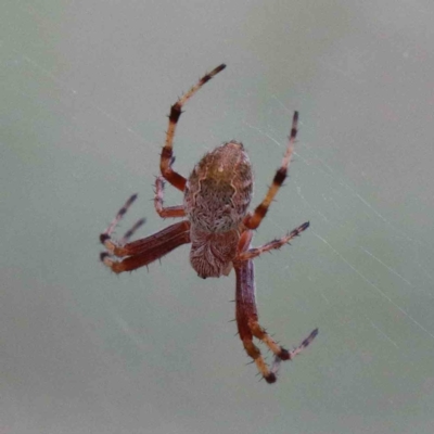 Salsa fuliginata (Sooty Orb-weaver) at Lake Burley Griffin West - 25 Jan 2022 by ConBoekel