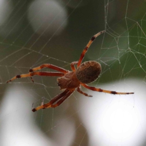 Salsa fuliginata at Yarralumla, ACT - 26 Jan 2022