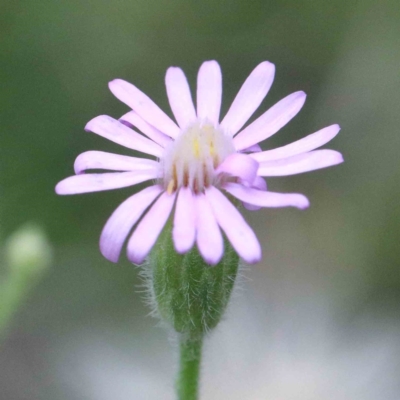 Vittadinia cuneata (Fuzzweed, New Holland Daisy) at Yarralumla, ACT - 26 Jan 2022 by ConBoekel