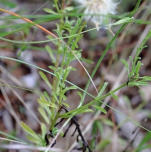 Vittadinia cuneata at Yarralumla, ACT - 26 Jan 2022